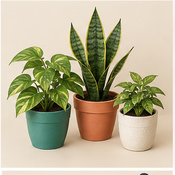 Indoor Plants (Demo Post)
